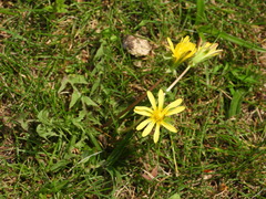 Takhtajaniantha austriaca