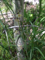 Fritillaria atropurpurea