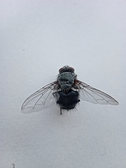 Calliphora