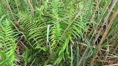 Cyclosorus interruptus