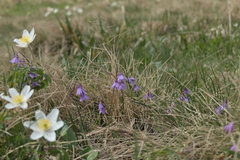 Soldanella carpatica
