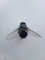 Calliphora