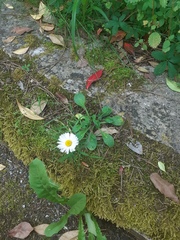 Bellis perennis