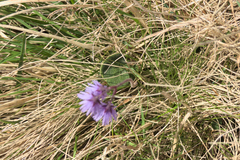 Soldanella carpatica