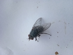 Calliphora