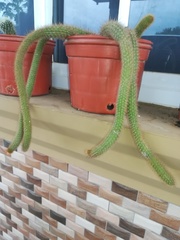 Cleistocactus colademononis