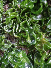 Ulva rigida