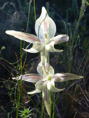 Gladiolus hyalinus