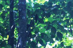 Tahiti Monarch photo 3