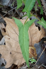 Persicaria arifolia