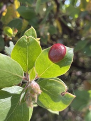 Exobasidium arctostaphyli