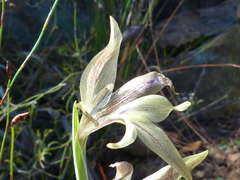Gladiolus hyalinus