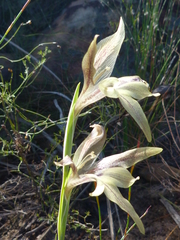 Gladiolus hyalinus