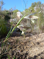 Gladiolus hyalinus