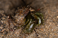 Pagurus middendorffii