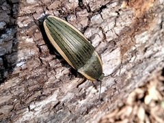 Chalcolepidius lafargi