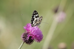 Melanargia galathea
