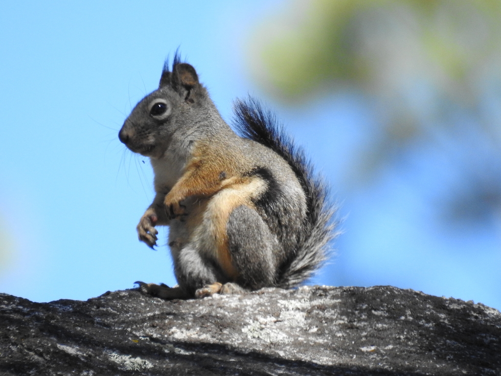 Mearns's Squirrel