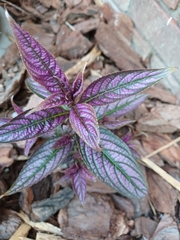 Strobilanthes auriculata dyeriana