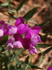 Lathyrus brachycalyx