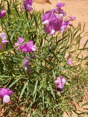 Lathyrus brachycalyx