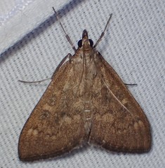 Mecyna mustelinalis