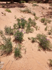 Lathyrus brachycalyx
