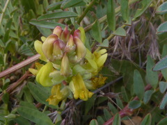 Astragalus douglasii parishii