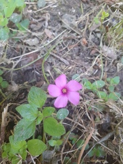 Oxalis articulata