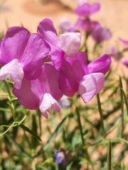 Lathyrus brachycalyx