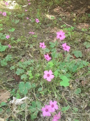 Oxalis articulata