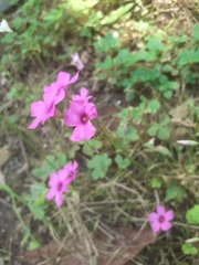 Oxalis articulata