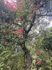 Bougainvillea