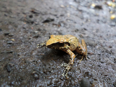 Pristimantis w-nigrum