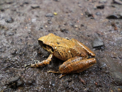 Pristimantis w-nigrum