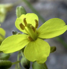 Diplotaxis harra lagascana