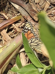 Danaus plexippus
