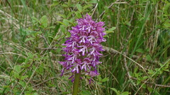 Orchis × hybrida