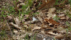 Euchloe tagis