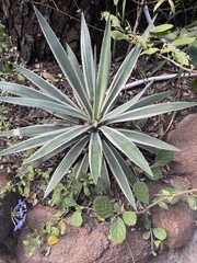 Agave