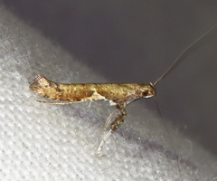 Caloptilia packardella
