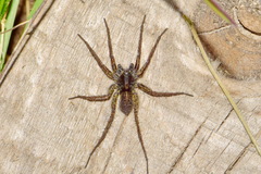 Lycosidae