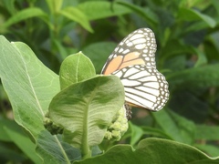 Danaus plexippus