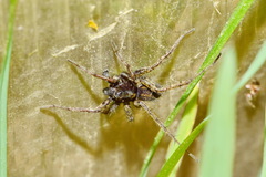 Lycosidae