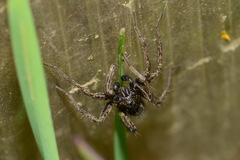 Lycosidae