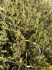 Baccharis tola