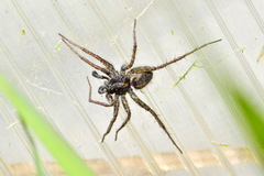Lycosidae