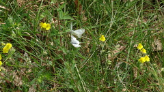 Euchloe tagis