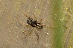 Pardosa
