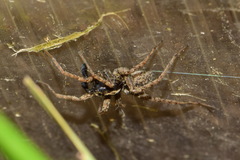 Pardosa